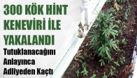 300 Kök Hint Keneviri İle Yakalandı Tutuklanacağını Anlayınca Adliyeden Kaçtı
