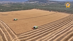 Akhisar Belediyesi 400 Dönümlük Arazisinde Buğday Hasadına Başladı