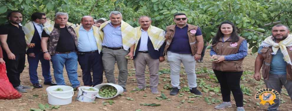 Akhisar’da Ceviz Hasadı Şenlik Havasında Başladı Akhisar’da Ceviz Hasadı Şenlik Havasında Başladı