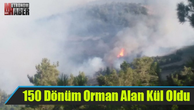 150 Dönüm Orman Alan Kül Oldu