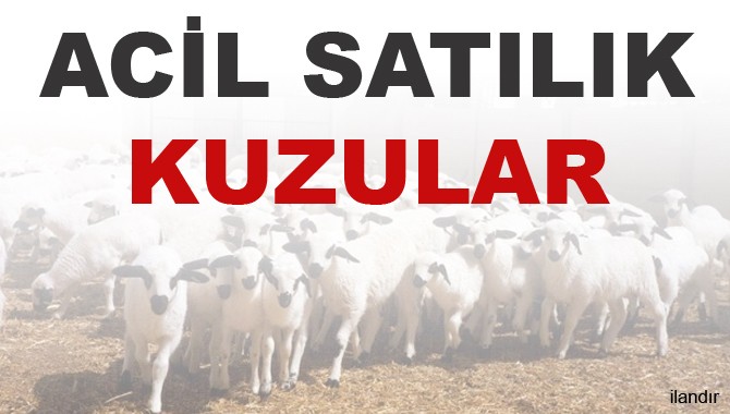 Akçaalan Köyünde Acil Satılık Kuzurlar