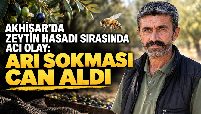 Akhisar’da Zeytin Hasadı Sırasında Acı Olay: Arı Sokması Can Aldı