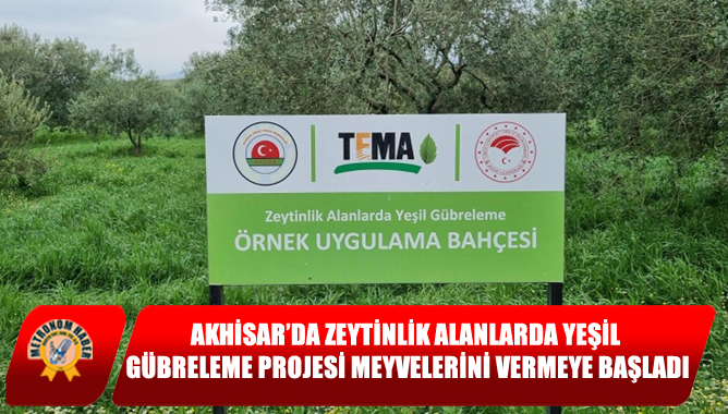 Akhisar’da Zeytinlik Alanlarda Yeşil Gübreleme Projesi Meyvelerini Vermeye Başladı