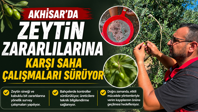 Akhisar'da Zeytin Zararlılarına Karşı Saha Çalışmaları Sürüyor