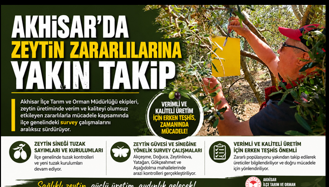 Akhisar'da Zeytin Zararlılarına Yakın Takip