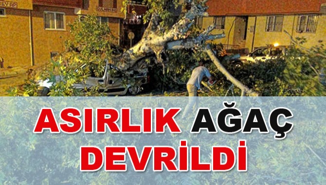 Asırlık ağaç aracın üzerine devrildi