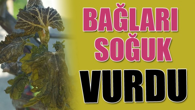 Bağ Alanlarında Soğuk Zararı Meydana Geldi