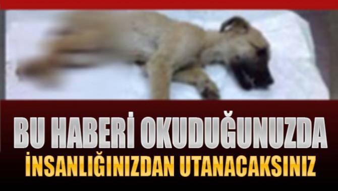 BU HABERİ OKUYUNCA İNSANLIĞINIZDAN UTANACAKSINIZ!