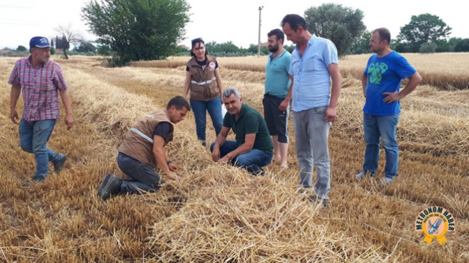 Buğday hasadı devam ediyor