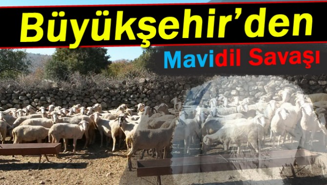 Büyükşehir ‘Mavidil’e Savaş Açtı