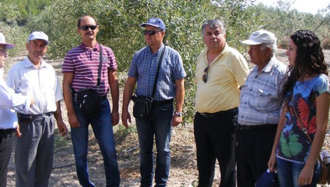 Dolu Yağışı Akhisar'da Zeytinlerde Zarara Yol açtı‏