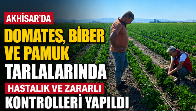 Domates, Biber ve Pamuk Tarlalarında Hastalık ve Zararlı Kontrolleri Yapıldı