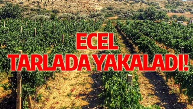 ECEL, TARLADA YAKALADI!