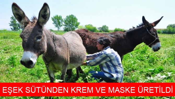 EŞEK SÜTÜNDEN KREM VE MASKE ÜRETİLDİ