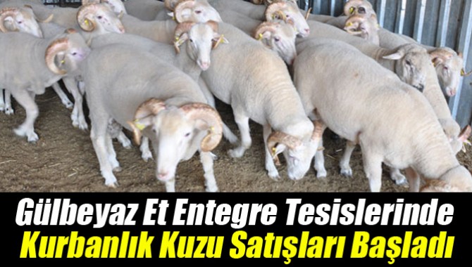 Gülbeyaz Et Entegre Tesislerinde Kurbanlık Kuzu Satışları Başladı
