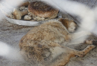 Hayvan Sevenler, Barınaktaki Hayvanlar Ölüme Terk Edilmiş Durumda Dedi