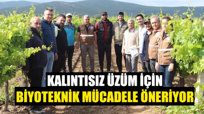 İlçe Tarım, Bağda Kalıntısız Üzüm İçin Biyoteknik Mücadele Öneriyor