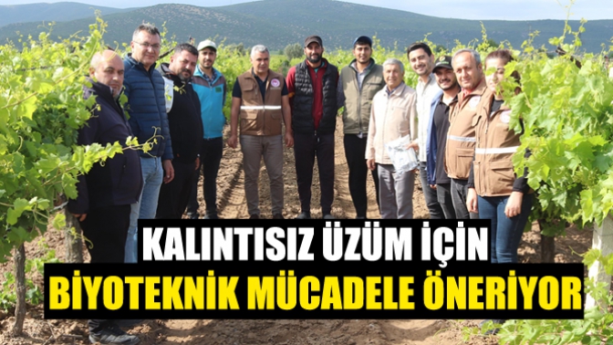 İlçe Tarım, Bağda Kalıntısız Üzüm İçin Biyoteknik Mücadele Öneriyor