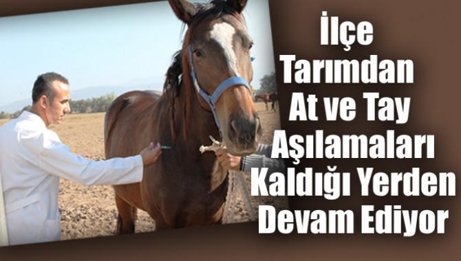 İlçe Tarımdan At ve Tay Aşılamaları Kaldığı Yerden Devam Ediyor