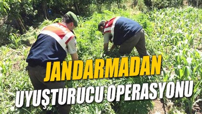 Jandarmadan Uyuşturucu Operasyonu