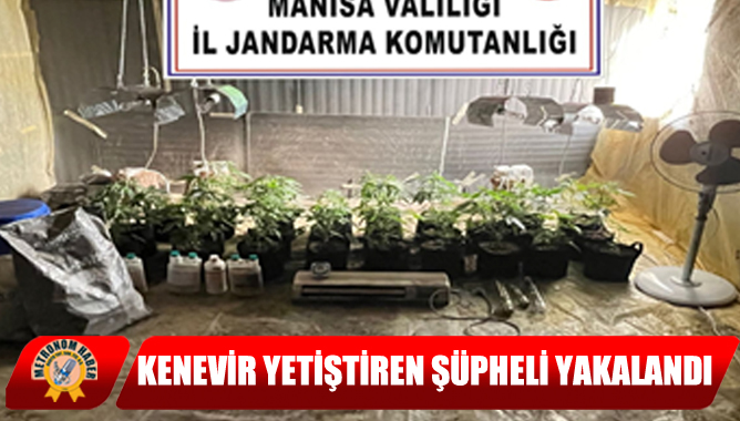Kenevir Yetiştiren Şüpheli Yakalandı