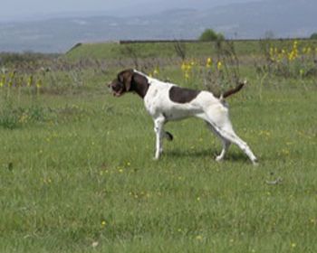 Köpekler Merada Ter Döktü