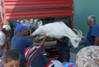 Köylüye Süt Keçisi Desteği