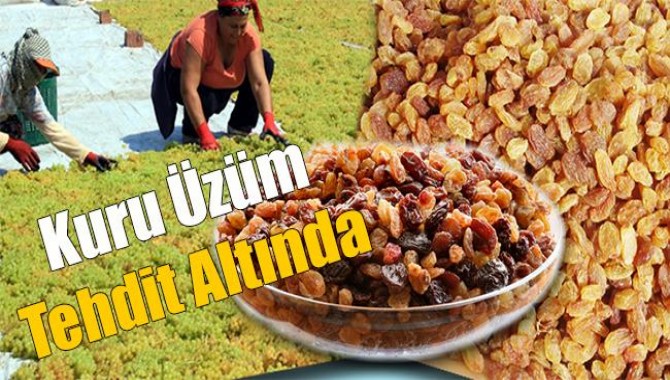 Kuru Üzüm Tehdit Altında