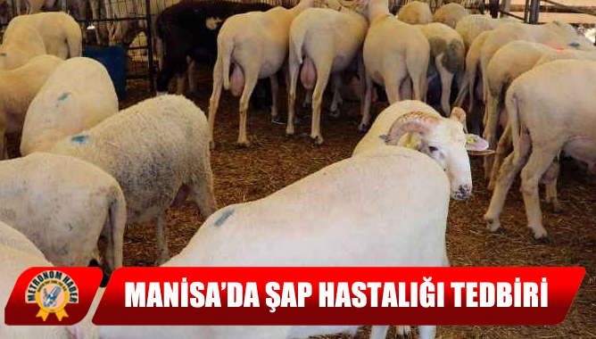 Manisa’da Şap Hastalığı Tedbiri