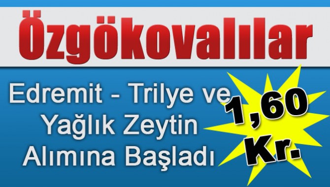 Özgökovalılar Yağlık Zeytin Alımına Başladı "1,60 Kuruş"