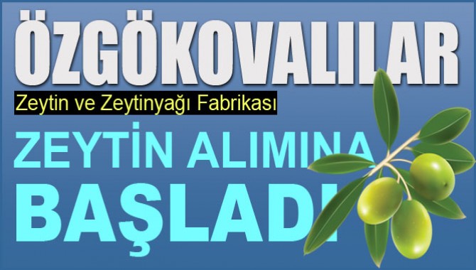 Özgökovalılar Zeytin alımına başladı