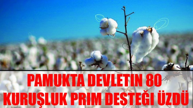 Pamukta Devletin 80 Kuruşluk Prim Desteği Üzdü