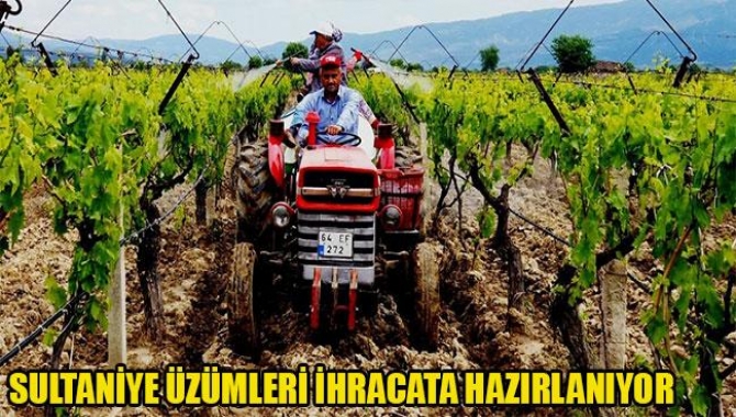 Sarıgöl'ün Sultaniye Üzümleri İhracata Hazırlanıyor