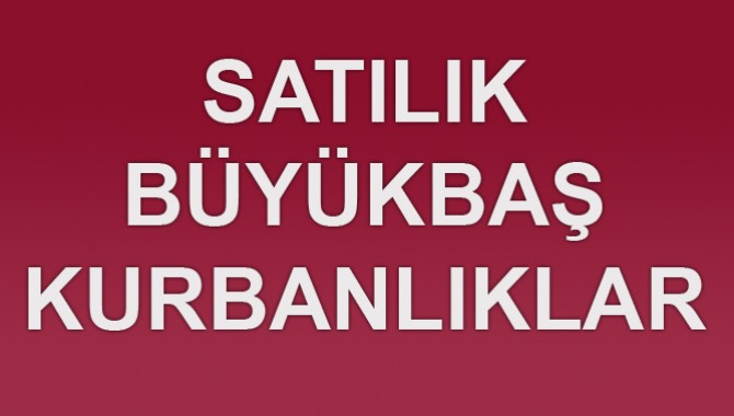 Satılık Büyük Baş Kurbanlıklar