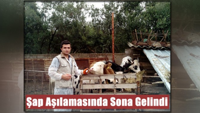 Sonbahar Dönemi Şap Aşılamasında Sona Gelindi