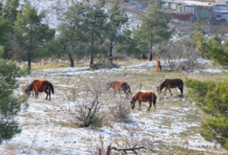 SPİL’E YILIN İLK KARI DÜŞTÜ