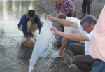 10 bin yavru sazan balığı Göcek göletine bırakıldı‏