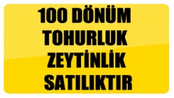 100 Dönüm Tohurluk zeytinlik satılıktır