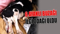 6 Ayaklı Buzağı İlgi Odağı Oldu