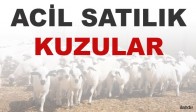 Akçaalan Köyünde Acil Satılık Kuzurlar