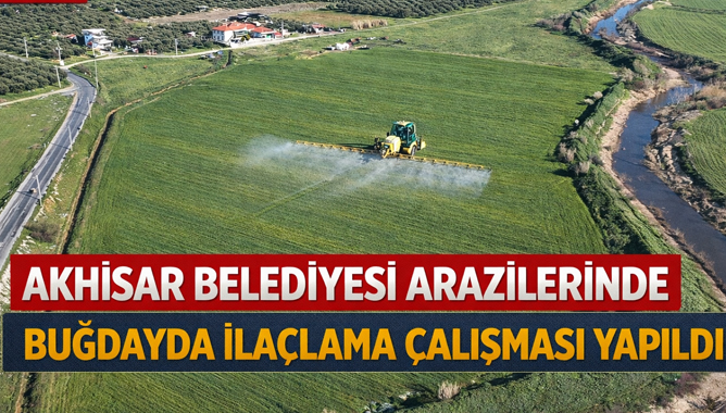 Akhisar Belediyesi Arazilerinde Buğdayda İlaçlama Çalışması Yapıldı