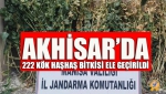 Akhisar’da 222 Kök Haşhaş Bitkisi Ele Geçirildi