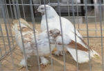 Akhisar’da Birbirinden Güzel Güvercinler Yarıştı