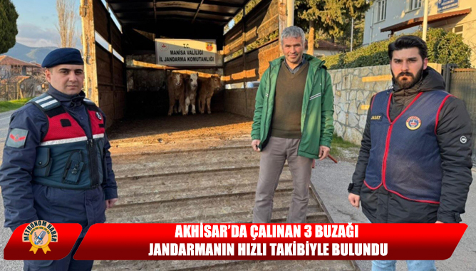Akhisar’da Çalınan 3 Buzağı Jandarmanın Hızlı Takibiyle Bulundu