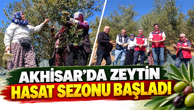 Akhisar’da Zeytin Hasat Sezonu Başladı