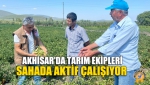 Akhisar'da Tarım Ekipleri Sahada Aktif Çalışıyor