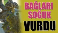 Bağ Alanlarında Soğuk Zararı Meydana Geldi