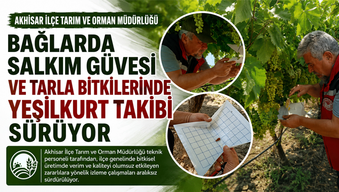 Bağlarda Salkım Güvesi ve Tarla Bitkilerinde Yeşilkurt Takibi Sürüyor