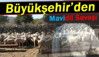 Büyükşehir ‘Mavidil’e Savaş Açtı