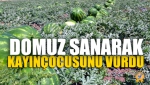 Domuz Sanarak Kayınçocusunu Vurdu